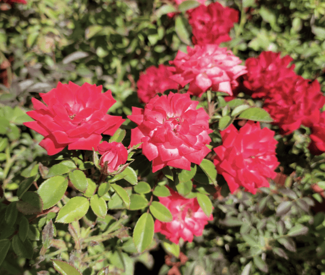 Rosa Mini | Vegago Chile
