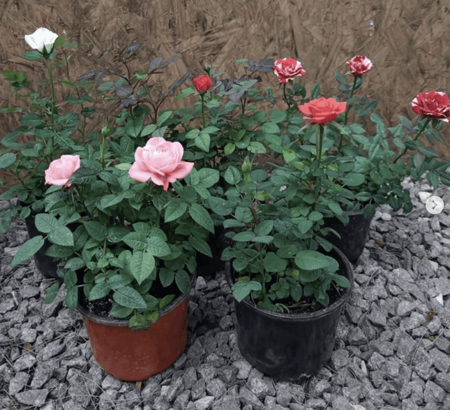 Rosa Mini | Vegago Chile