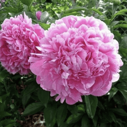Rosa Peonia Jacorma | Vegago Chile