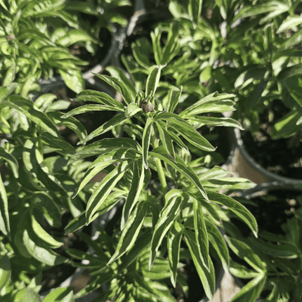 Rosa Peonia Jacorma | Vegago Chile