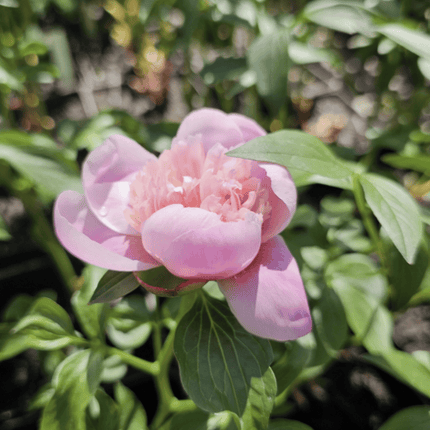 Rosa Peonia | Vegago Chile
