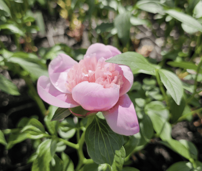 Rosa Peonia | Vegago Chile
