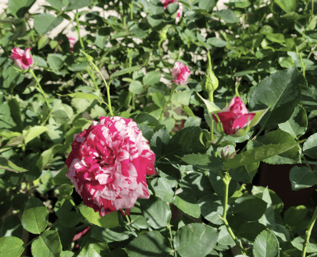 Rosa Tigre | Vegago Chile