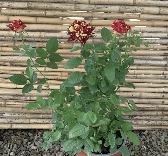 Rosa Tigre | Vegago Chile