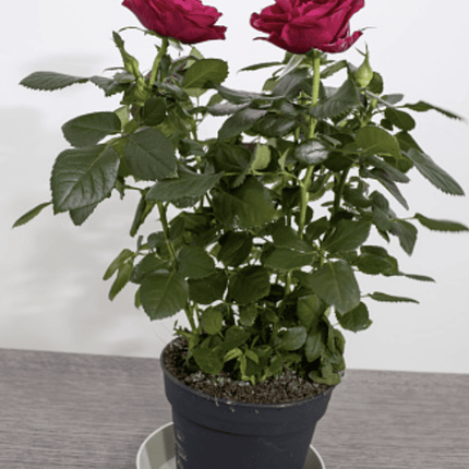Rosa | Vegago Chile
