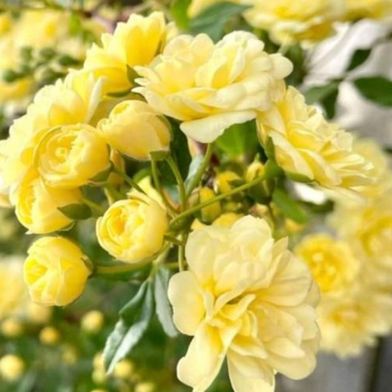 Rosa de Banks Amarilla (Bankisae Amarilla); Grande | Vegago Chile
