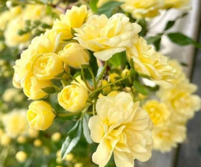 Rosa de Banks Amarilla (Bankisae Amarilla); Grande | Vegago Chile