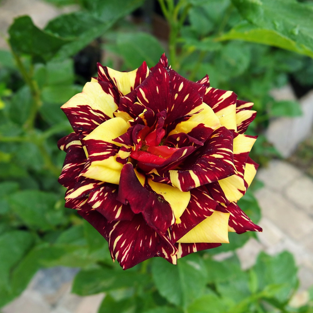 Rosa Tigre Galeón Negro; Mediana | Vegago Chile