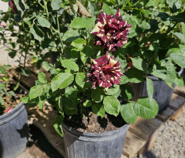 Rosa Tigre Galeón Negro; Mediana | Vegago Chile