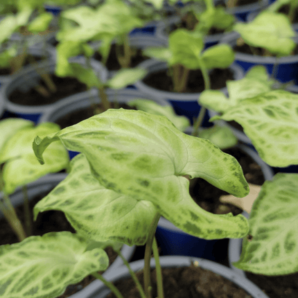 Singonio Batik | Vegago Chile