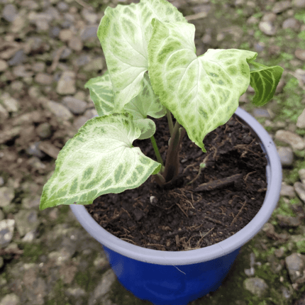 Singonio Batik | Vegago Chile