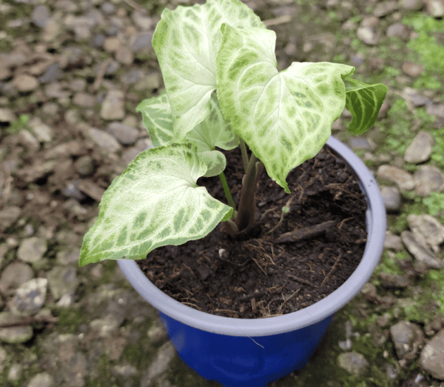 Singonio Batik | Vegago Chile