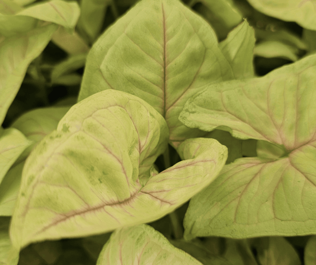 Singonio Golden Allusion | Vegago Chile