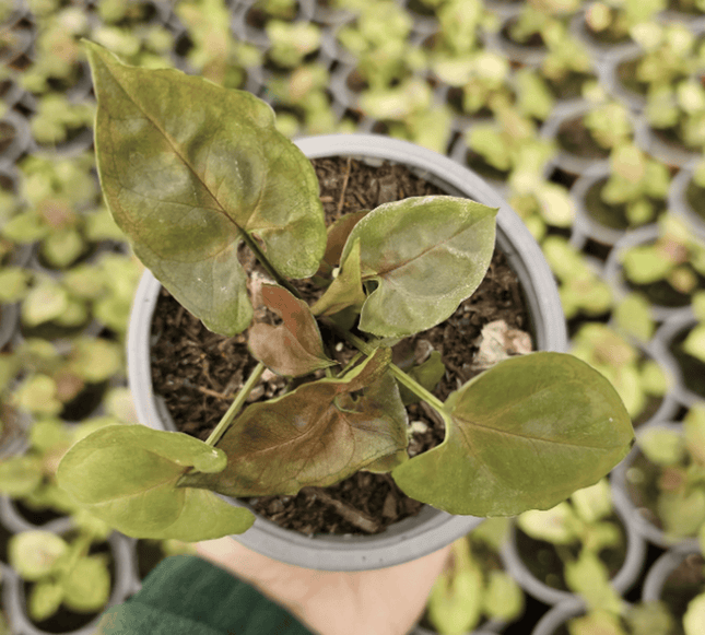 Singonio Maria | Vegago Chile

