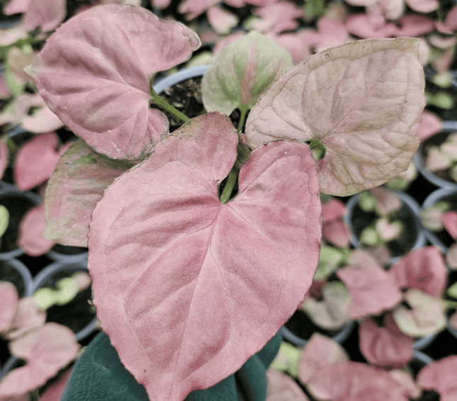 Singonio Pink Perfection | Vegago Chile
Success
