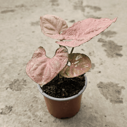 Singonio Pink Perfection | Vegago Chile