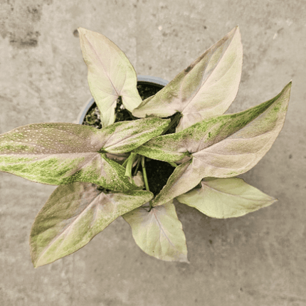 Singonio Red Spot Tricolor | Vegago Chile
Success
