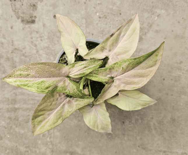 Singonio Red Spot Tricolor | Vegago Chile
Success
