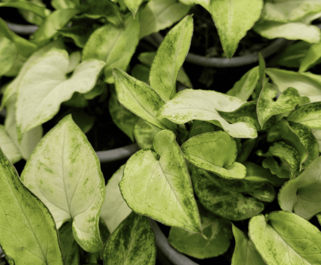 Singonio Robusta | Vegago Chile