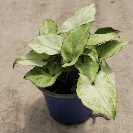 Singonio Robusta | Vegago Chile