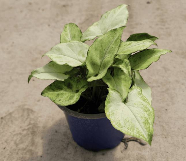 Singonio Robusta | Vegago Chile
