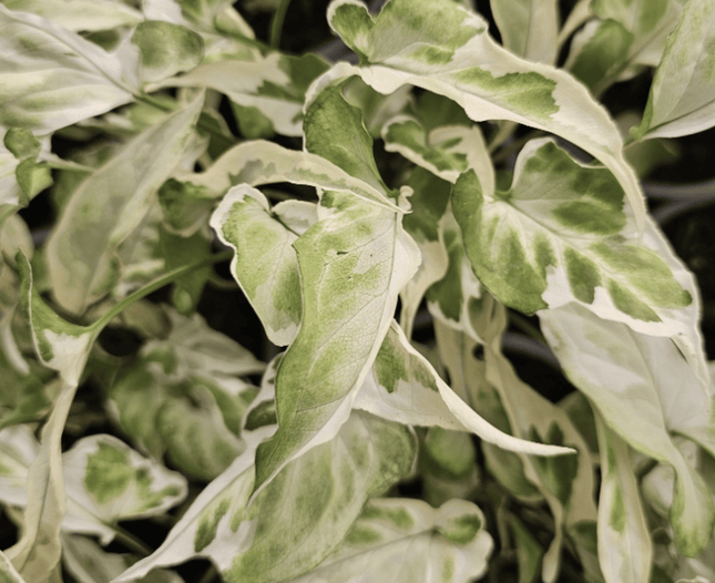 Singonio Starlite | Vegago Chile
Success
