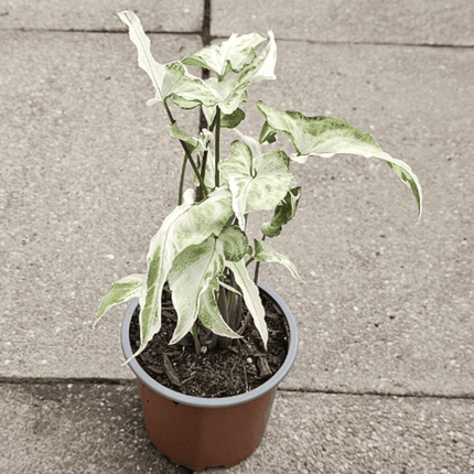 Singonio Starlite | Vegago Chile
Success
