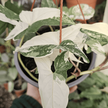 Singonio Variegado | Vegago Chile