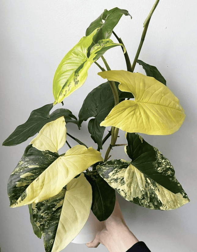 Singonio Yellow Var | Vegago Chile
Success
