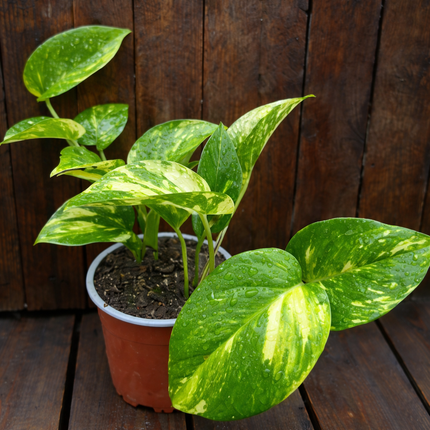 Poto Dorado (Scindapsus golden) Colgante; Mediano Plus (C19) | Vegago Chile