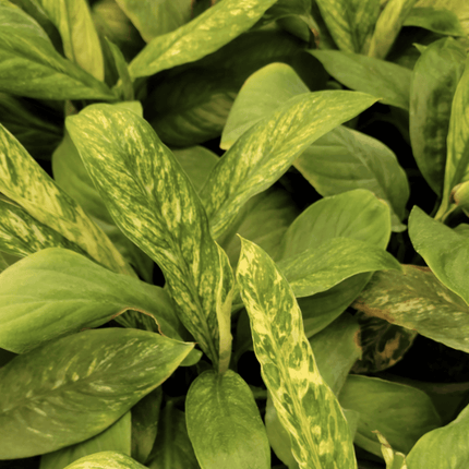 Lirio De La Paz - Spathiphyllum Var | Vegago Chile
