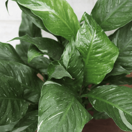 Lirio De La Paz - Spathiphyllum Var | Vegago Chile